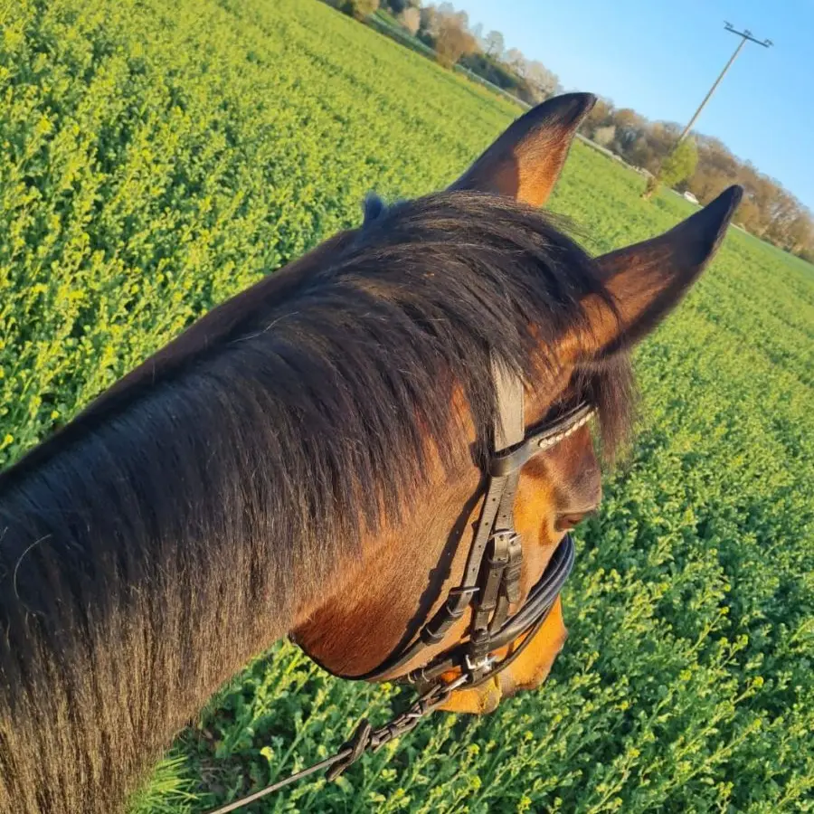 Pferd Frida
