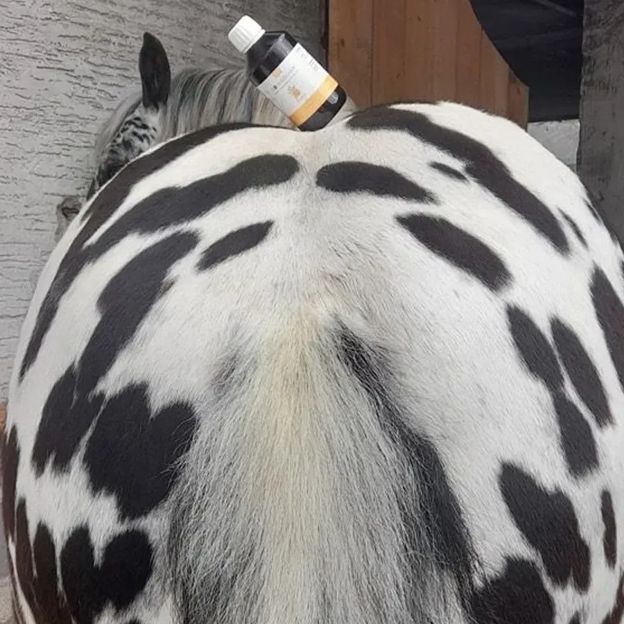 Prinz mit EQUISOLVAN® DIGEST Fläschchen auf dem Rücken