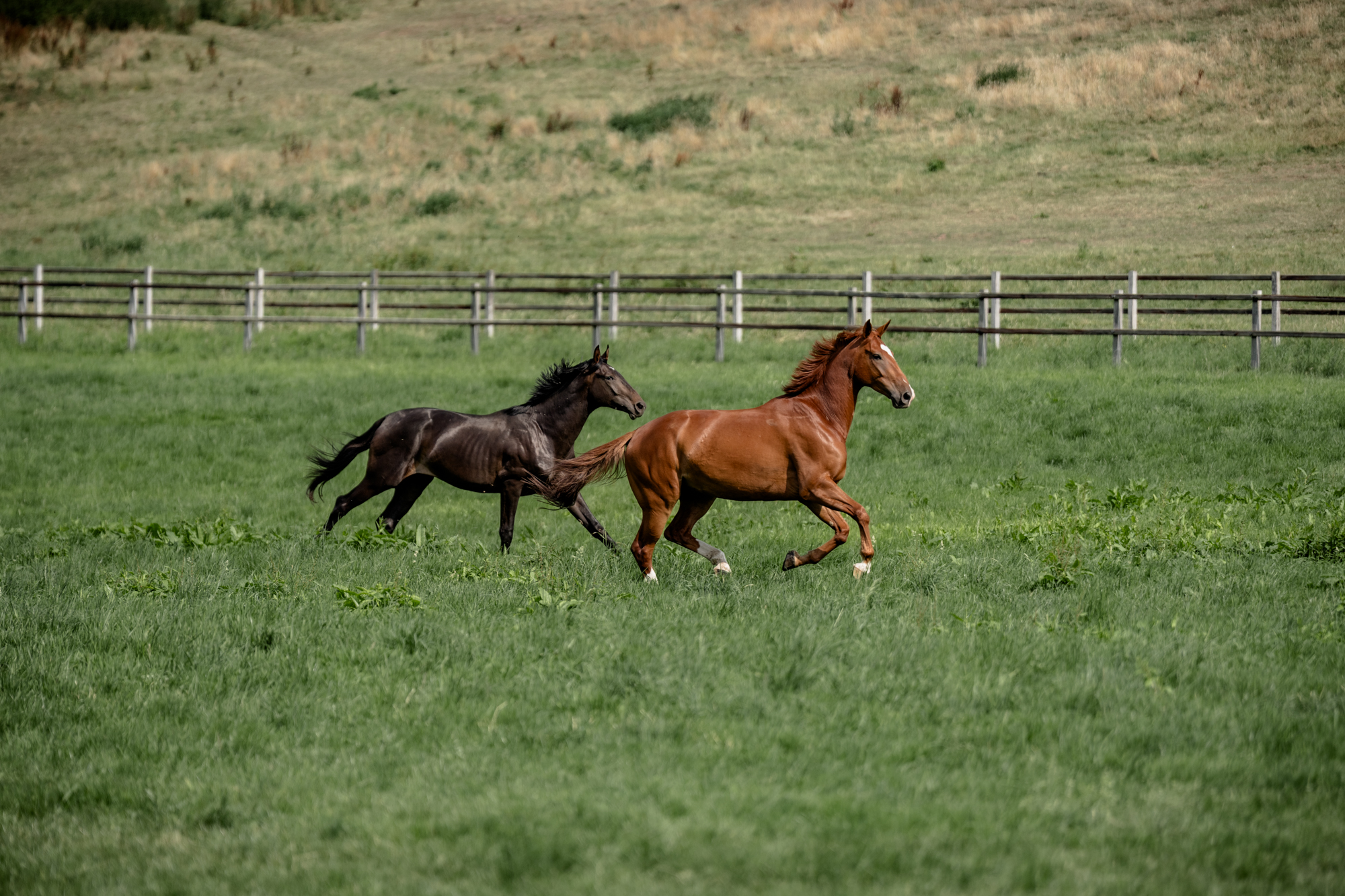 Zwei gallopierende Pferde auf der Koppel