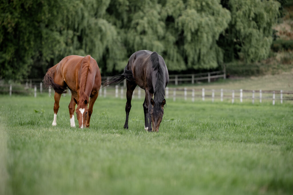 Zwei grasende Pferde auf der Koppel