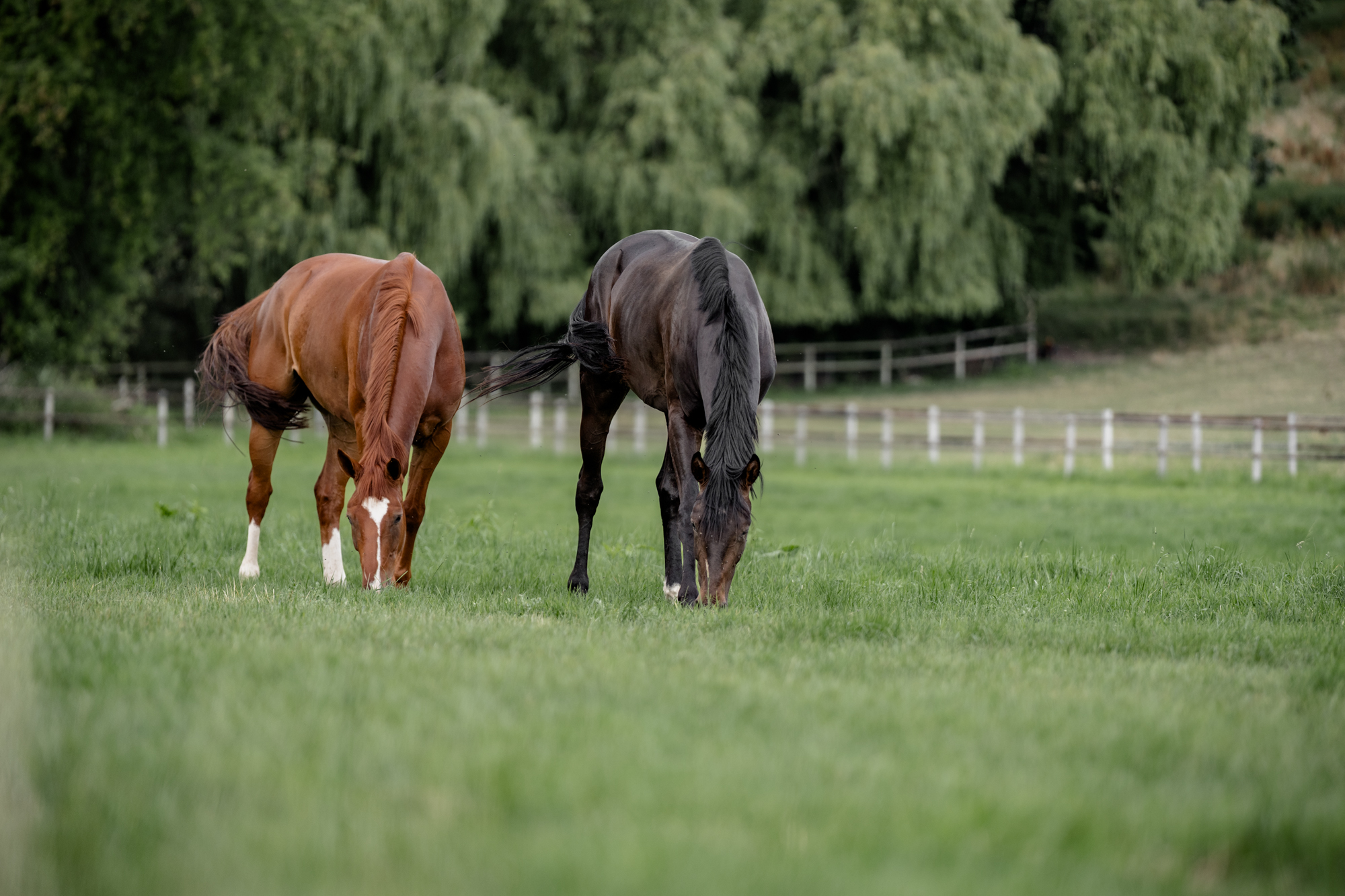 Zwei grasende Pferde auf der Koppel
