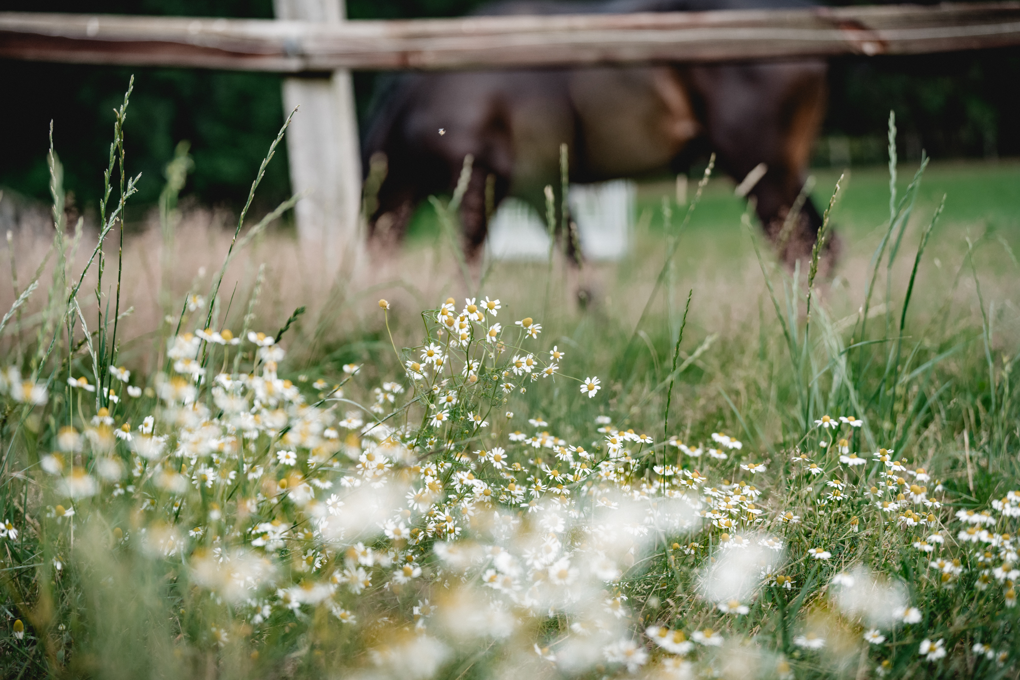 Pferdeweide mit Blumen