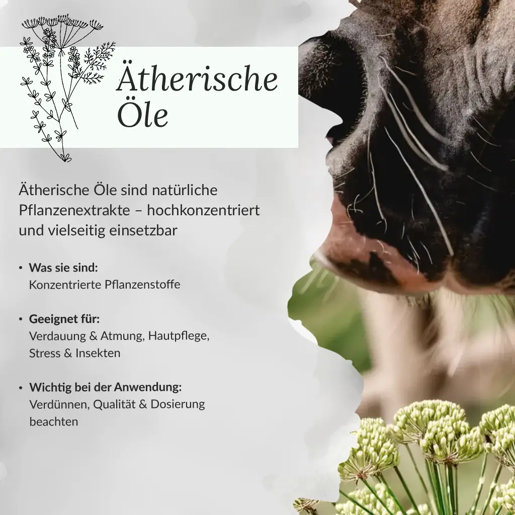 Infografik ätherische Öle für Pferde