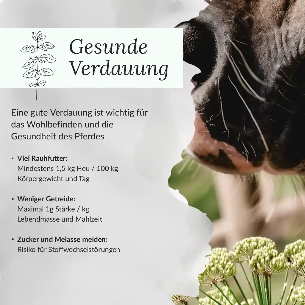 Infografik Gesunde Verdauung bei Pferden