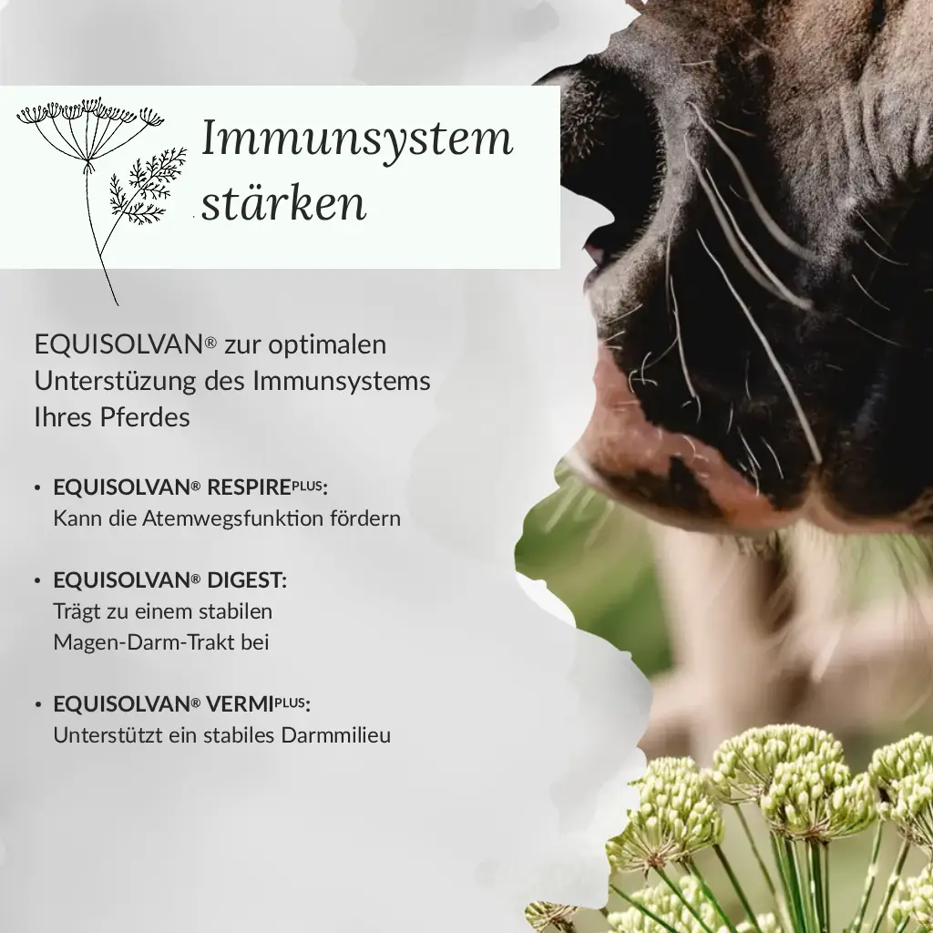 Infografik Immunsystem stärken