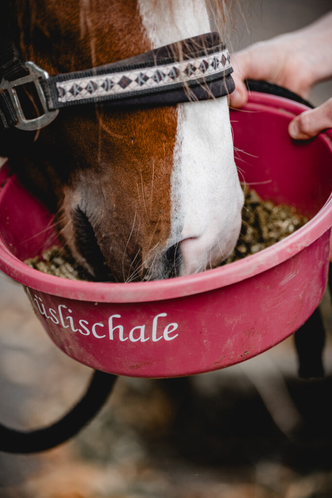 Pferd wird mit einer Schüssel gefüttert