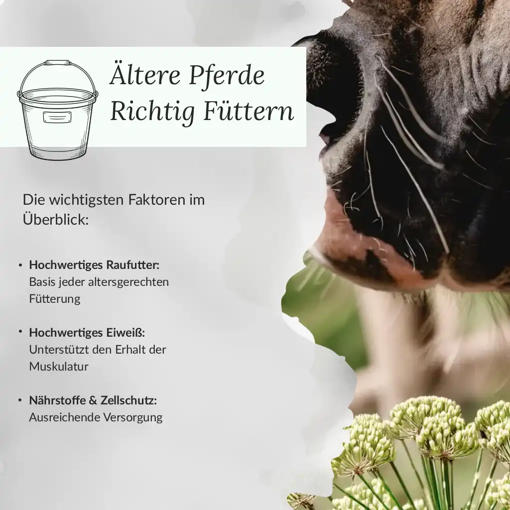 Infografik - Ältere Pferde richtig füttern