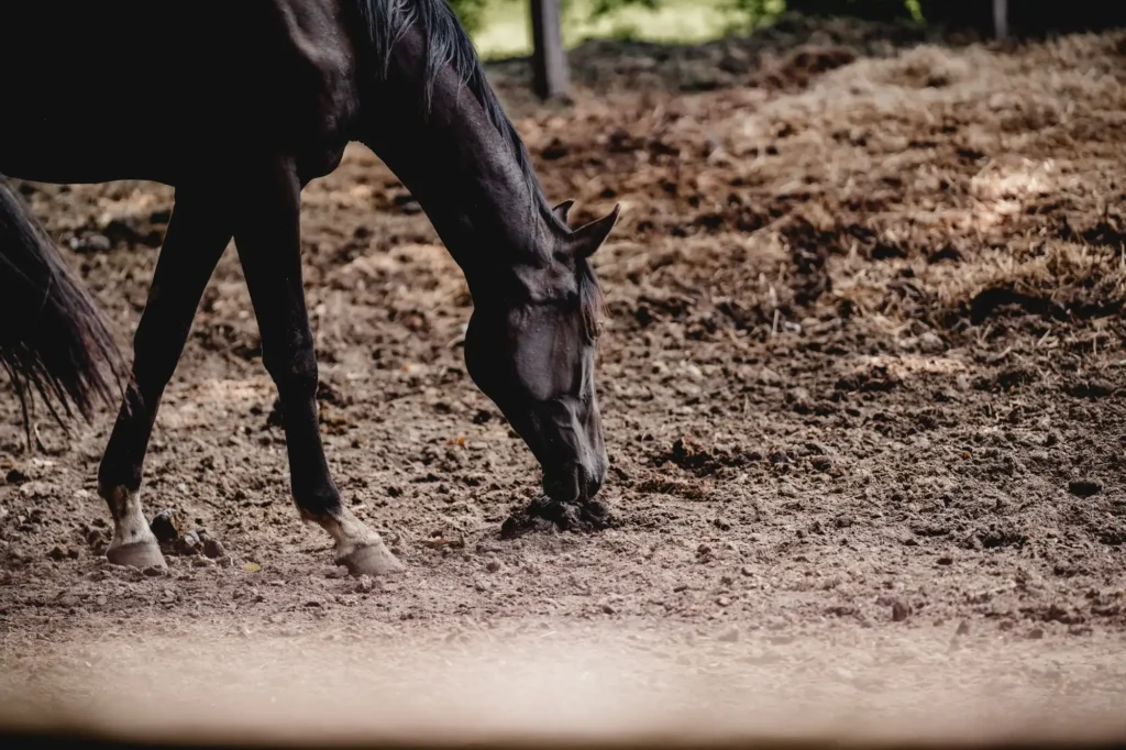 A horse in the muddy paddock