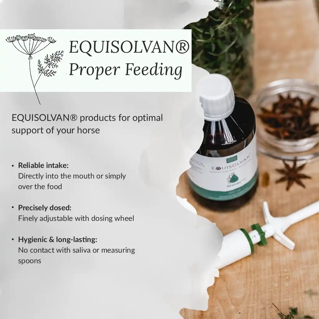 Infographic Feeding Equisolvan correctly