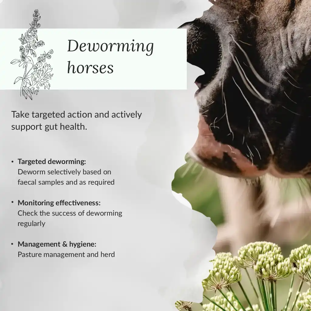 Infographic - Deworming horses