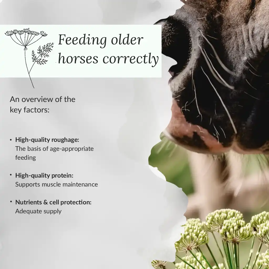 Infographic - Feeding older horses correctly