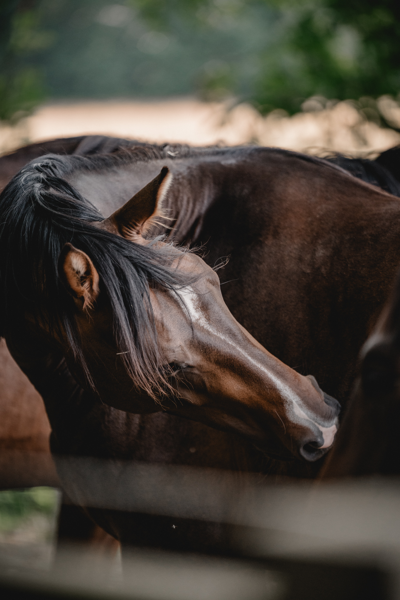 Symbolbild für Kolik - Pferd schaut den eigenen Bauch an