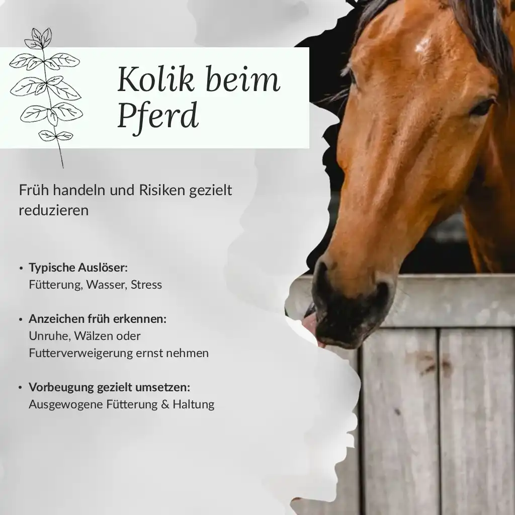 Infografik - Kolik beim Pferd