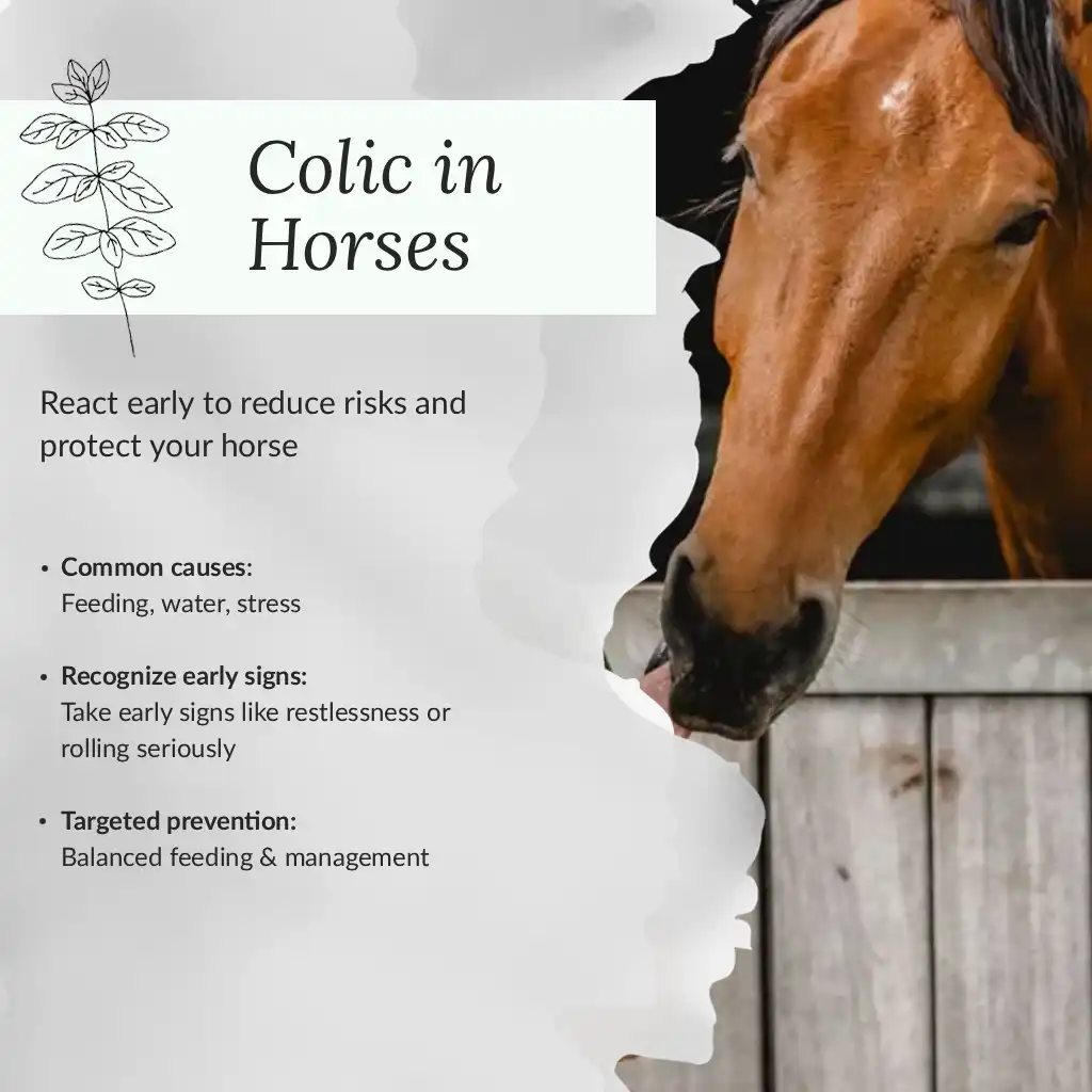Infographic – Colic in horses