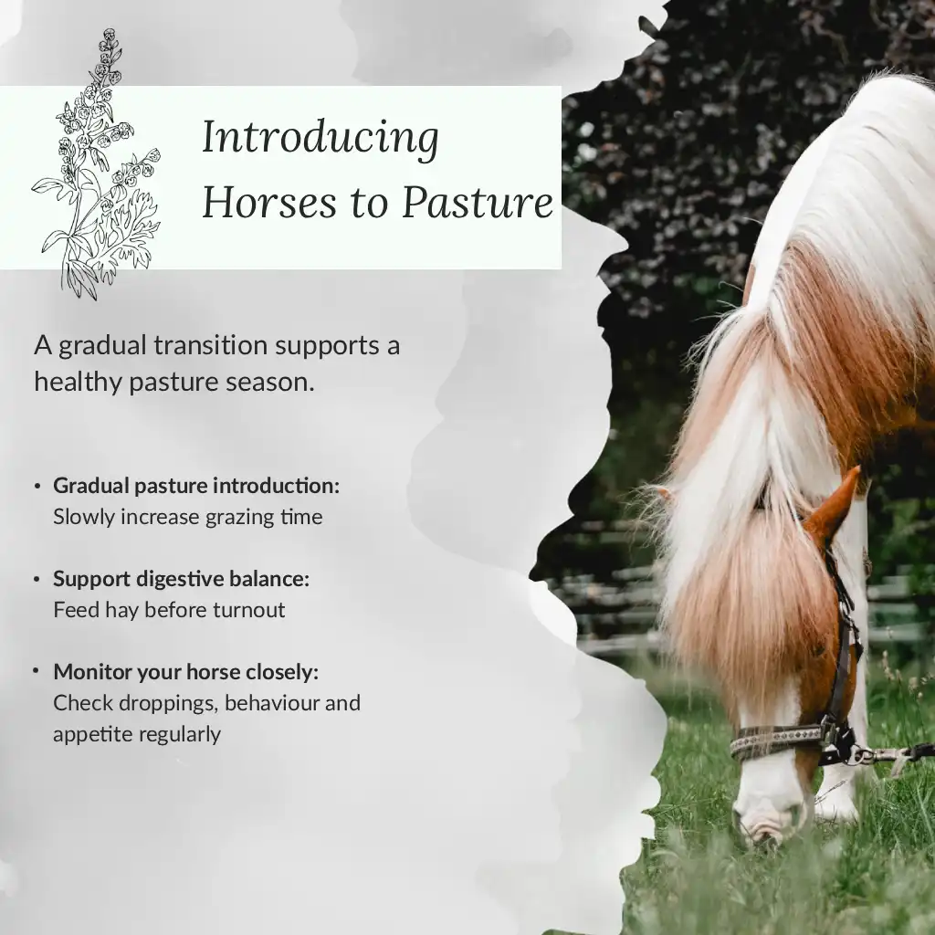 Infographic: Proper introduction to grazing season